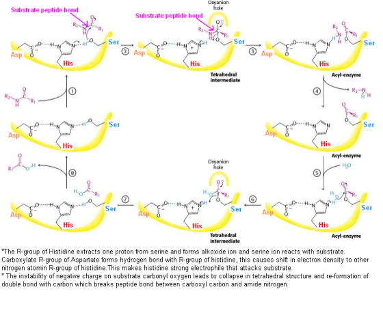 Oxyanion hole Substrate peptide bond Substrate peptide bond RA Om NAR Ser 0 Sel ASV Ser Asp Asp © * Asp His Tetrahedral inter