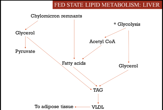 FED STATE LIPID METABOLISM: LIVER Chylomicron remnants * Glycolysis Glycerol Acetyl COA Pyruvate Fatty acids Glycerol TAG To
