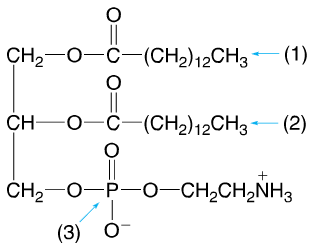 O CH2-O-ö—(CH2)12CH3 (1) CH-0-6—(CH2) 12CH3- (2) o + CH2-O-P-O-CH2CH2NH3 (3) 0-