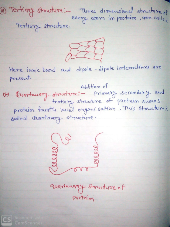 i Tertiary structure. - Three dimensional structure of every atom im protein, are called Tertiary structure. ( Here ionic bon