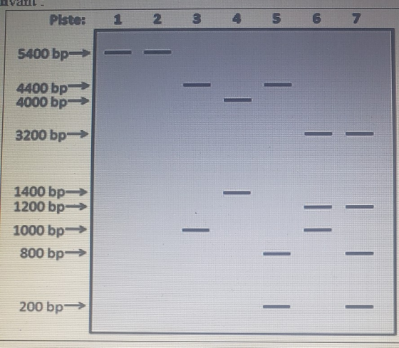 avant- Piste: 1 2 3 4 5 6 7 5400 bp=> 4400 bp 4000 bp | 3200 bp 1400 bp- 1200 bp 1000 bp 800 bp-> | | 200 bp=> | |