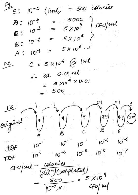 TE: 10-5 (ime) = 500 colonies A: 10-4 - 5000 2 6:10-3 = 5x10 I coulme B: 10-2 - 5x105 > A: 101 - 5x105 J F2 C = 5x104 @ Ime