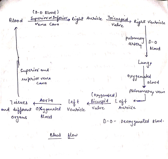 (Do Blood ) Blood Superiore Inferior, light Auricle tricuspid Right Venticle Vena Canal Valve pulmonary artery Dio Blood Lung