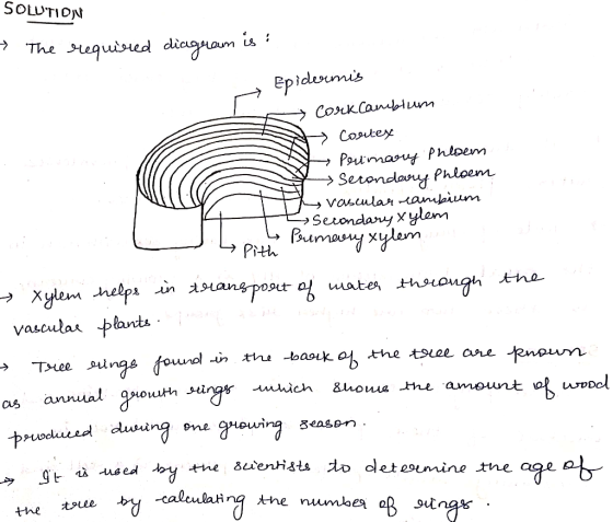 SOLUTION → The required diagram is: Epidermis Corkcambium » Cortex S A Porimary phloem y Secondevry phloem the vascular cambi