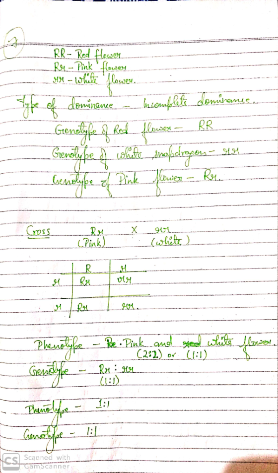 RR- Red Howell Rr - Pink MM - While flower ------ of dominance - Incompleta doniramis. - Genotyfe of Red flower - RR Genotype