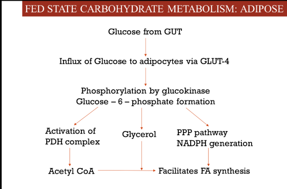 FED STATE CARBOHYDRATE METABOLISM: ADIPOSE Glucose from GUT Influx of Glucose to adipocytes via GLUT-4 Phosphorylation by glu