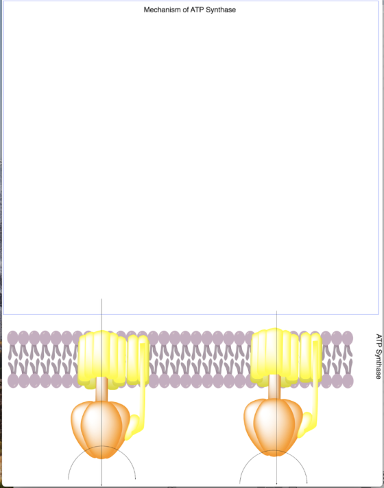 Mechanism of ATP Synthase NNNNNN ATP Synthase