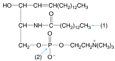 HO-CH-CH=CH(CH2)12CH3 CH-NH-C-(CH2)12CH3—(1) O II + CH2-O-P-O-CH2CH N(CH3)3 (2) 0-