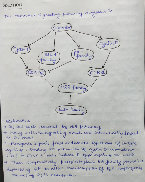 SOLUTION The required signalling pathway diagram Signals (Cyclin E) Cyclin D (COK 416 (CDKQ) >PRB family Ear family Explanati