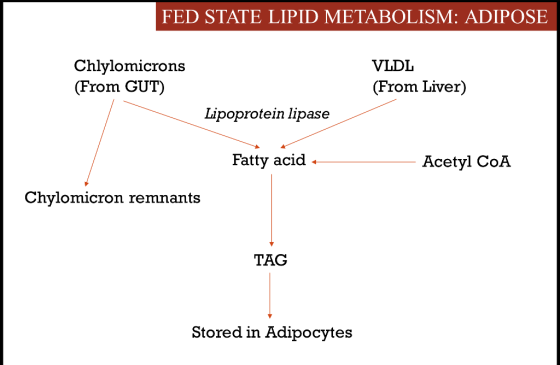 FED STATE LIPID METABOLISM: ADIPOSE Chlylomicrons (From GUT) VLDL (From Liver) Lipoprotein lipase Fatty acid Acetyl CoA Chylo