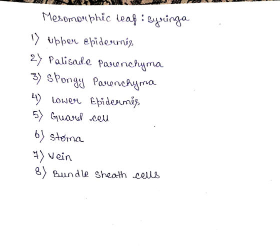 Mesomorphic leaf : Syringa ✓ ubber ebiderumis 27 Palisade Parenchyma 3) spongy Parenchyma 4) lower Epidermis 5) Guard cell 6)