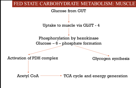 FED STATE CARBOHYDRATE METABOLISM: MUSCLE Glucose from GUT Uptake to muscle via GLUT - 4 Phosphorylation by hexokinase Glucos