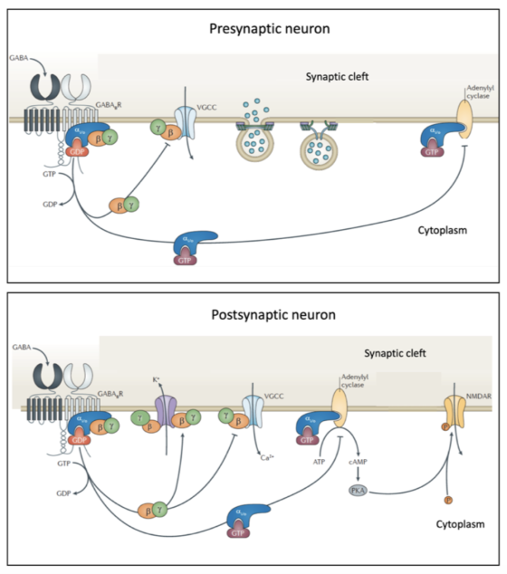 Presynaptic neuron I GABA Synaptic cleft Adenyly! cyclase GARAR VGCC GDP GDP Cytoplasm GTP Postsynaptic neuron Synaptic cleft