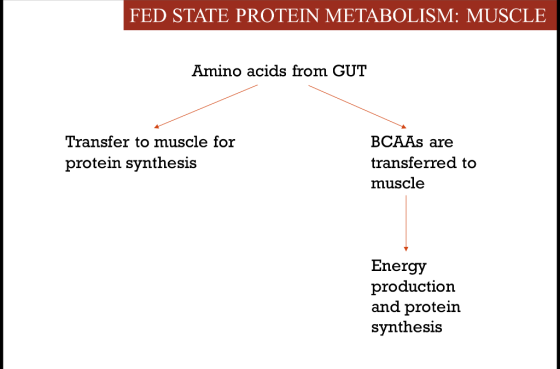 FED STATE PROTEIN METABOLISM: MUSCLE Amino acids from GUT Transfer to muscle for protein synthesis BCAAs are transferred to m