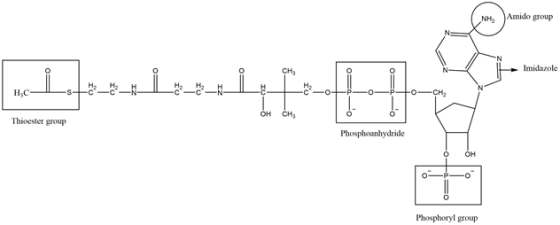 Amido group
CH
Imidazole
HC-1st-O-NL-ON-
L
-o
-o-
o-CH
o
CH
OH
Thicester group
Phosphoanhydride
Phosphoryl group