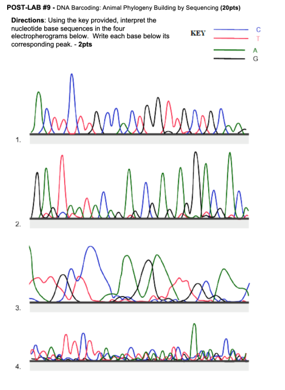 POST-LAB #9 - DNA Barcoding: Animal Phylogeny Building by Sequencing (20pts) Directions: Using the key provided, interpret th