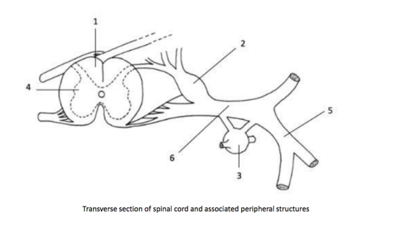 Transverse section of spinal cord and associated peripheral structures