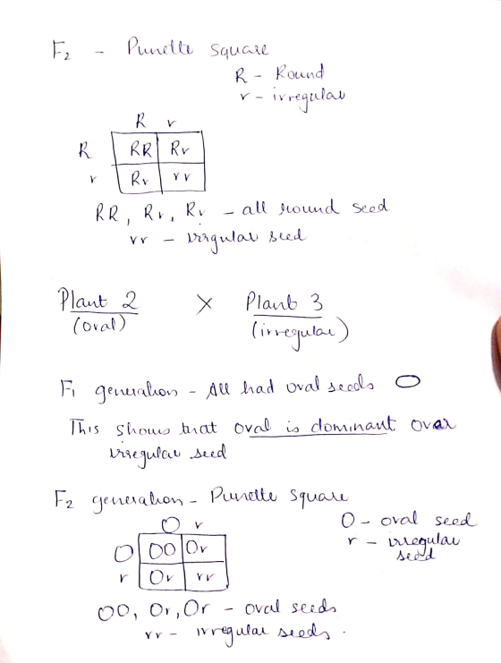 E, - Purelle square C R - Round r- irregular rr RR, Rr, Rv - all round seed rr eregular seed Plant 2 x Plaub 3 Coral) (irregu