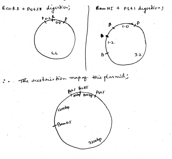 EcoRs + pstit diguinon; : ) Bam HI + Pst + esti digestions 4.4 :.. The acest auction map of this plasmid; Pstr borr - Psts X