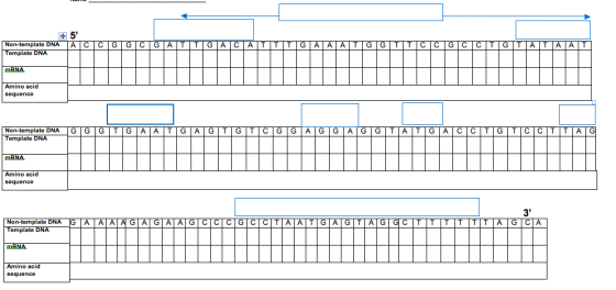 5 Template DNA Amino Template DNA Amino acid 3 emplate DNA
