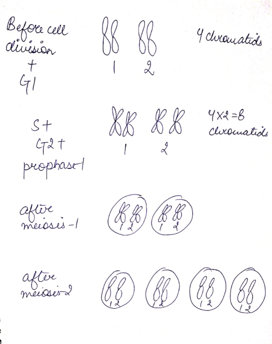 cll Y clrauatids diuision t KK KK St Cluxouatiols рчеphaar! KB) (&B meicsis- авое meies