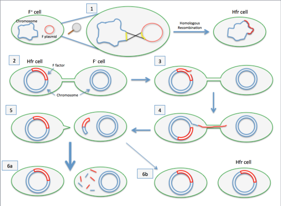 F+ cell Hfr cell Chromosome Homologous Recombination F plasmid Hfr cell F cell F factor Chromosome 0,0-oo O O O Ö Hfr cell 6