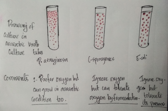 Drawing of Culfuse in anaerobic booth Culture tubes Po aeruginosa (sporogenes E.coli comments & Prefes oxygen but can grow in