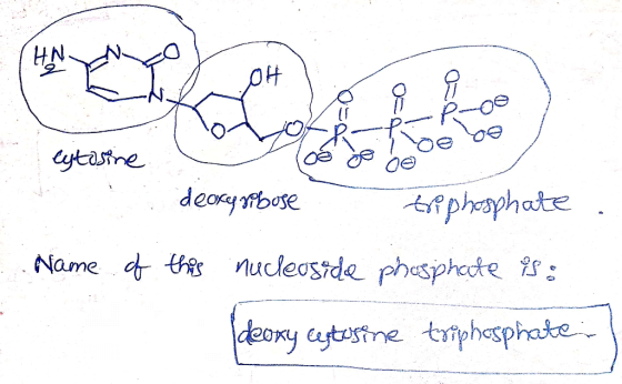 OH ond PP extosine je (පි පළ උළු deoxy yo bose triphosphate ... Name of this nucleoside phosphate is: deoxy cyturine triphosp