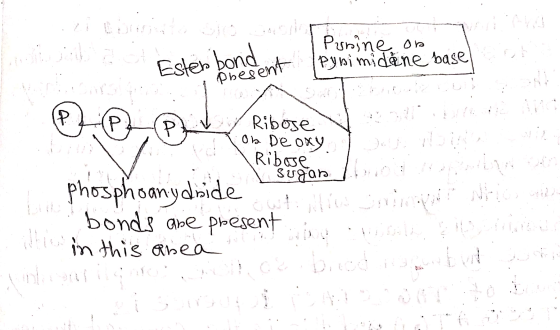 Ester bond Punine on Pynimidane base Present P. Р A- Pa Ribose On De oxy Ribose sugar phosphoany dside bonds are present isti