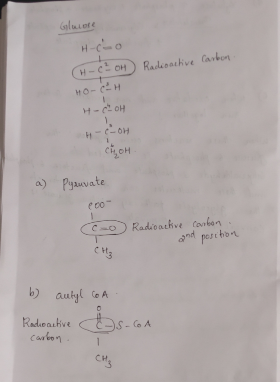 Glucose H-coo (H-C² OH Radioactive Carbon HO-CH H-ChOH H-c-OH CHOH a) Pyruvate 200- C=o Radioactive carbon. and position сиз
