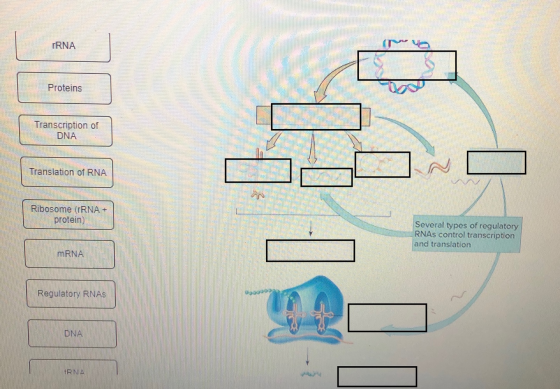 TRNA Proteins Transcription of • DNA Translation of RNA Ribosome (rRNA + protein) Several types of regulatory RNAs control tr