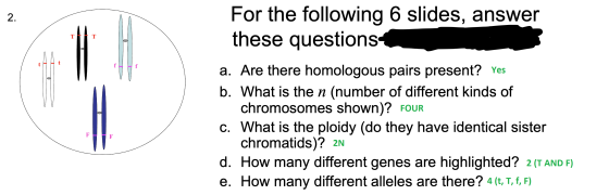 2. For the following 6 slides, answer these questions T T t a. Are there homologous pairs present? Yes b. What is the n (numb