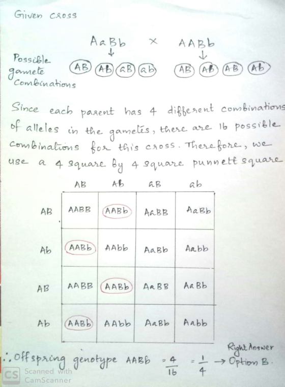 Given cross АаВ, x AAEь Possible gamete AB AB @Bab AB AB AB AD Combinations of alleles in the gamele Since each parent has 4