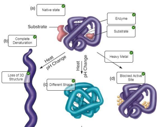 (a)ative state Enzyme Substrate Substrate (b Complete Denaturation Change pH Heavy Metal Heat Loss of 3D Structure 9 d) Block