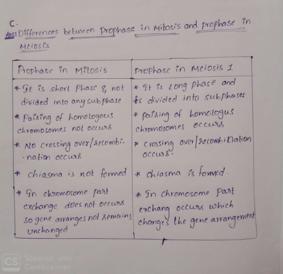 C. Ans: Differences between prophase in mitosis and prophase in Meiosis Prophose in Mitosis * It is short Phase & not divided