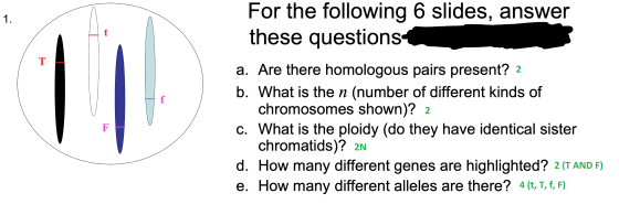 1. For the following 6 slides, answer these questions T 11 f a. Are there homologous pairs present? 2 b. What is the n (numbe
