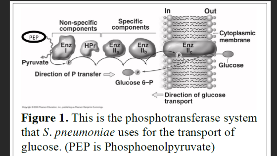 In Out Non-specific components Specific components Cytoplasmic membrane PEP Enz HPr nz Enz Enz Pyruvate Glucose Direction of P transfer Glucose 6-P ← Direction of glucose transport Figure 1. This is the phosphotransferase system that S. pneumoniae uses for the transport of glucose. (PEP is Phosphoenolpyruvate)