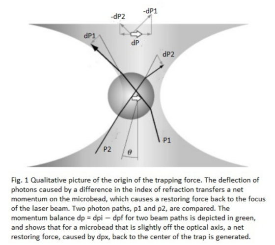 -dP1 -dP2 dP1 dP dP2 P1 P2 Fig. 1 Qualitative picture of the origin of the trapping force. The deflection of photons caused b