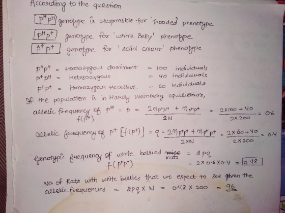 Acosudeng TPP genetyre to the question plespensible for thooded phenotype geno pe for ohite Belly phenertype ptgenotype fr