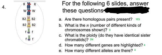 R R 4. For the following 6 slides, answer these questions w W B2 X B2 B:333 B2 B2 4 f a. Are there homologous pairs present?