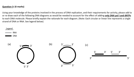 Question 3: (6 marks) Using your knowledge of the proteins involved in the process of DNA replication, and their requirements