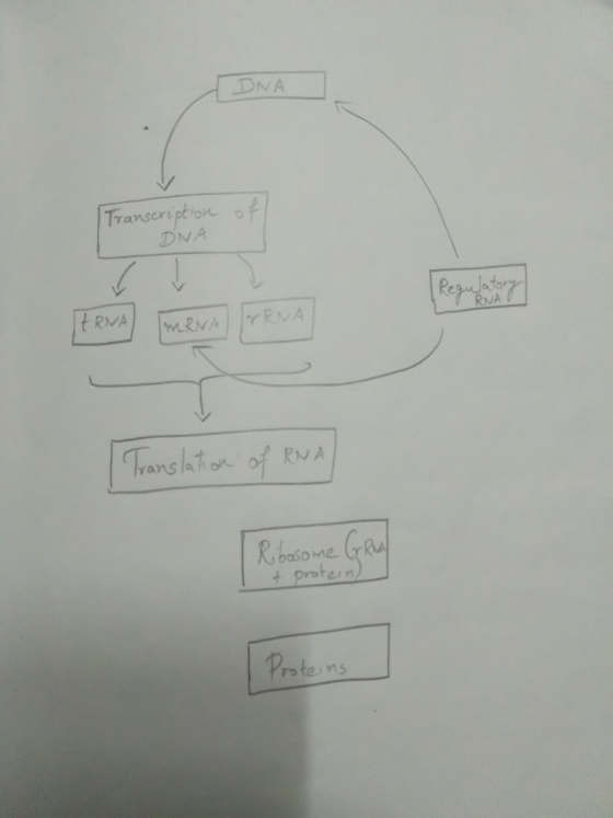 DNA of Transcription DNA [ Regulatory ARNA IMRNA [Translation of RNA | Ribosome Care & protein Proteins