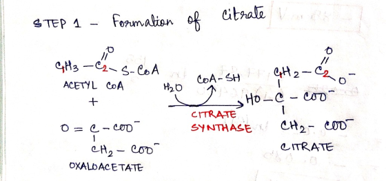 STEP 1 - Formation of citrate va CH3 -C2-S-CoA. CITRATE ACETYL COA 120 COA-SHF GH₂-C2- + D HOLC - coon O = e-coo SYNTHASE CH2