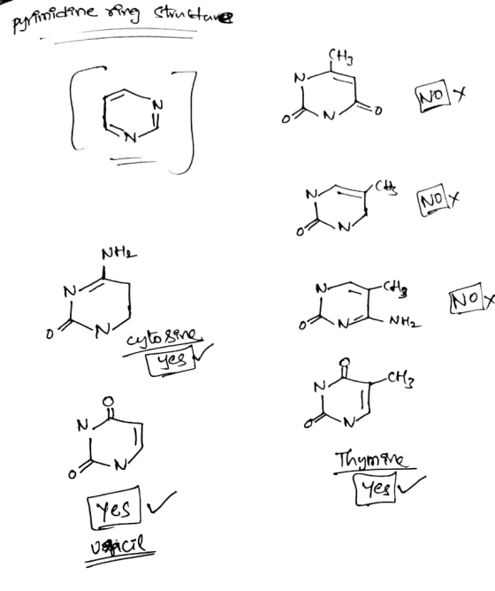 midine ring structure 2) NHL otwch Nha SJ- cytosino (Yes กุม Thymine Yesu