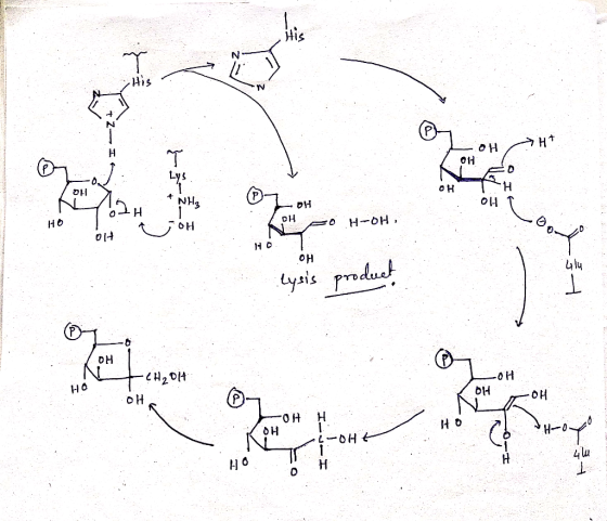 + | OH HO + NH3 HO 3. HO HO / INFO HO, HO 나 1 lysis product 1 애 OH H . CH | Կա՝ Ho