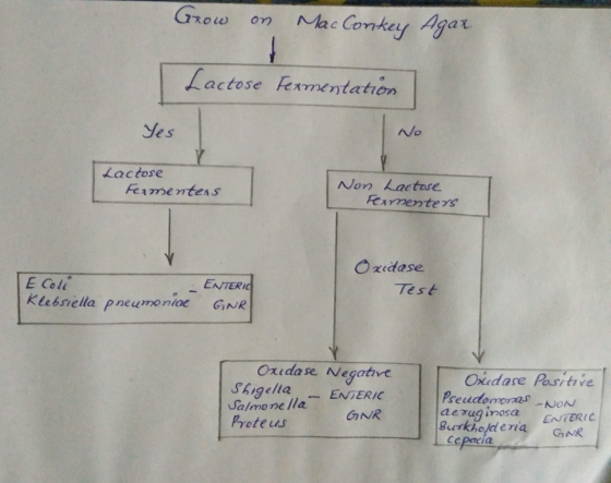 GROW Mac Conkey Agar Lactose Fermentation Yes No Lactose Feamenters Non Lactase FeamenterS Ozedase E Coll Klebsiella pneumoni