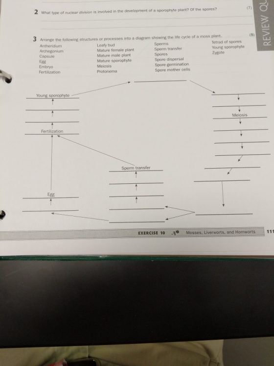 2 What type of nuclear division is involved in the development of a sporophyte plant? Of the spores? REVIEW QU 3 Arrange the
