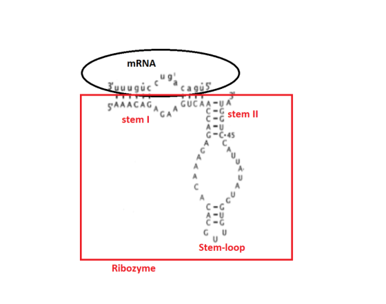 mRNA uuuquc caqu UCA C-Gstem SAAACAG stem l G A C- stem ll G-C.45 A C C-G Stem-loop Ribozyme