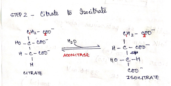 STEP 2 - Citrate to Procitrate GH₂ - Soo Ho-c-coo CH2– 200 H₂O - H-Cucos H-C-COD A CONITASE HO-C-H CITRATE cos 0 ISOGITRATE