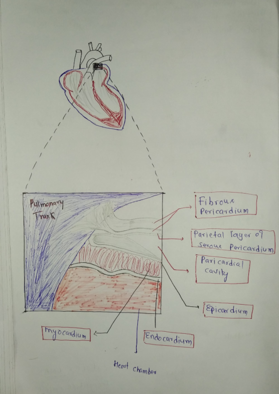 -- -- -- -- Pulmonary Trunk Fibroux Pericardium Parietal layer of Seroux Pericardium pari cardial cavity (Epicardium myocardi